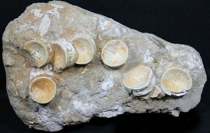 Otodus Shark Vertebrae Cluster - Very Cool #31380